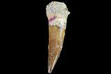 Real Spinosaurus Tooth - Little Tip Wear #79282-1